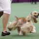 A parti color cocker spaniel competing in the sporting group competition at the Westminster Kennel Club dog show. (Image: AP)